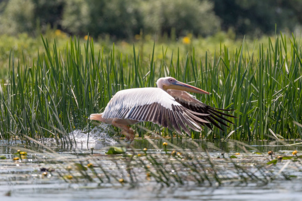 Rumänien, Donaudelta (Foto: Bernhard Brenner)