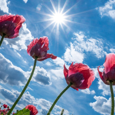 Waldviertel, Mohn (Foto: Rainer Skrovny, ARR Reisen)