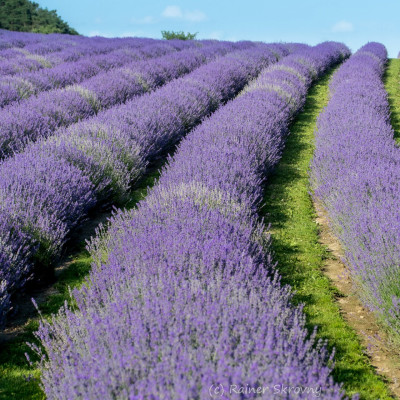 Waldviertel, Lavendel (Foto: Rainer Skrovny, ARR Reisen)