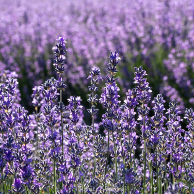 Waldviertel, Lavendel (Foto: Rainer Skrovny, ARR Reisen)