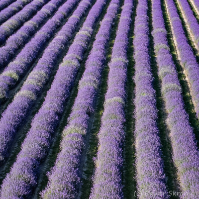 Waldviertel, Lavendel (Foto: Rainer Skrovny, ARR Reisen)