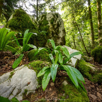 Slowenien, "Im Wald" (Foto: Rainer Skrovny, ARR Reisen)