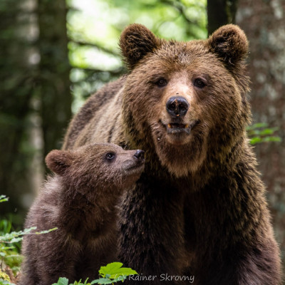 Fotoreise Sloweniens Bären