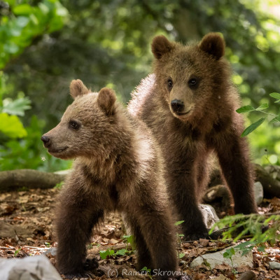 Fotoreise Slowenien/Braunbären
