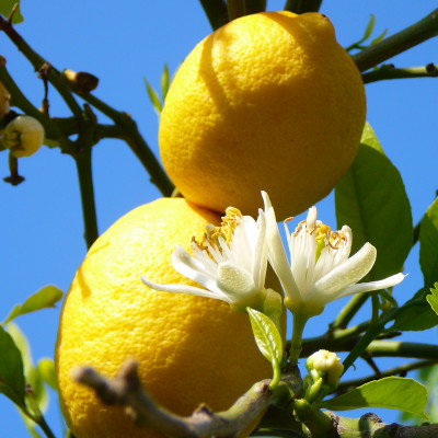 Ischia, Zitronen