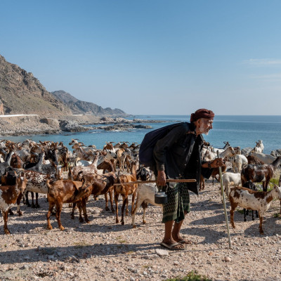 Oman, Hirte mit Ziegenherde (Foto: Rainer Skrovny, ARR Reisen)