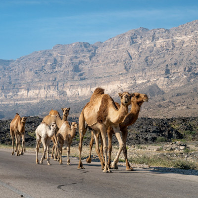 Oman, Kamele (Foto: Rainer Skrovny, ARR Reisen)