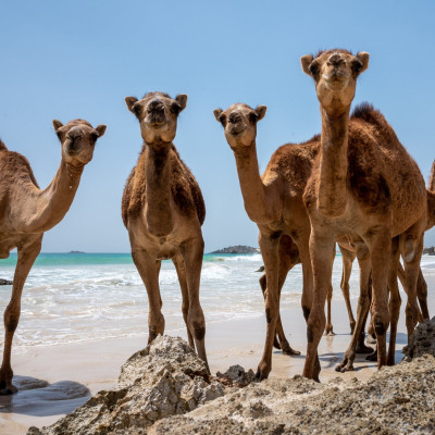 Oman, Kamele am Strand (Foto: Rainer Skrovny, ARR Reisen)