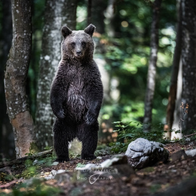 Fotoreise Sloweniens Bären