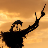 Brasilien, Pantanal, Jabiru-Nest (Foto: Rainer Skrovny, ARR-Reisen)