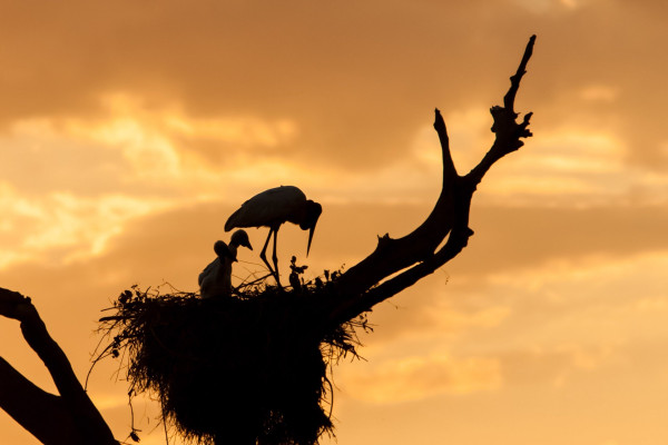 Brasilien, Pantanal, Jabiru-Nest (Foto: Rainer Skrovny, ARR-Reisen)