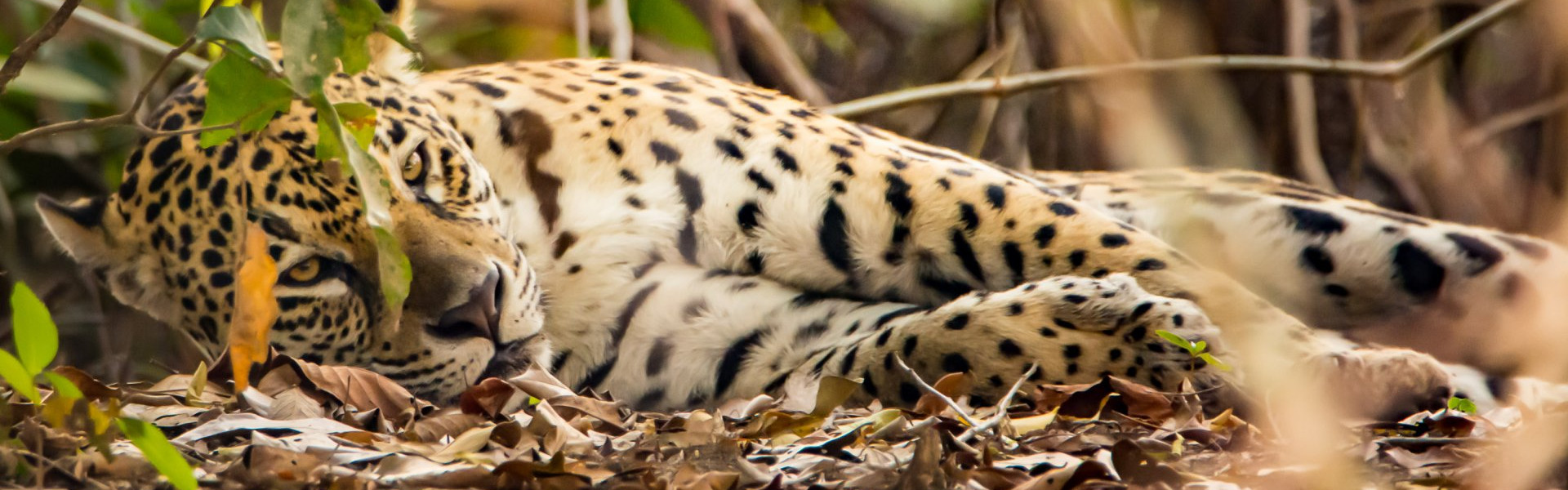 Brasilien, Pantanal, Jaguar (Foto: Rainer Skrovny, ARR-Reisen)