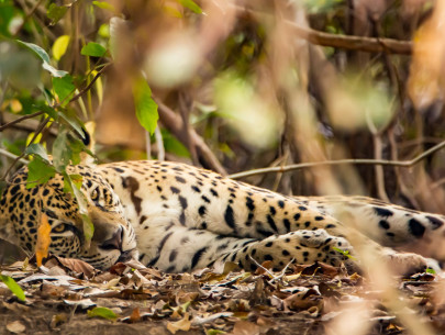 Brasilien, Pantanal, Jaguar (Foto: Rainer Skrovny, ARR-Reisen)