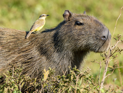Brasilien, Pantanal, Capybara/Wasserschwein (Foto: Rainer Skrovny, ARR-Reisen)