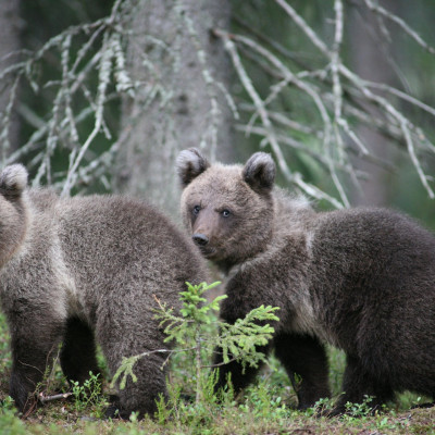 bear, cubs forest