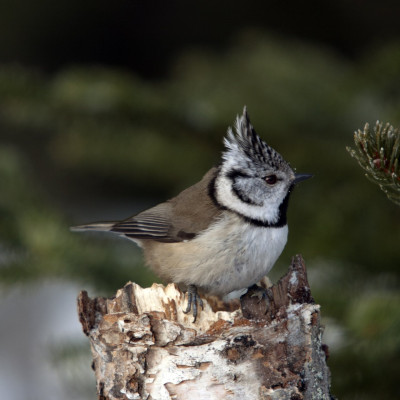 crested tit1