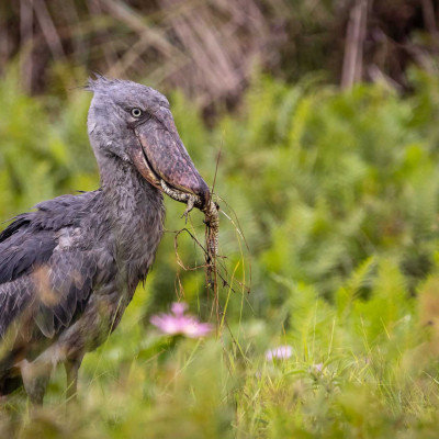 Schuhschnabel, Foto: (c) Nicola Lederer
