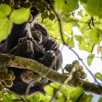 Schimpanse, Foto: (c) Nicola Lederer