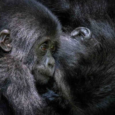 Gorilla, Foto: (c) Nicola Lederer