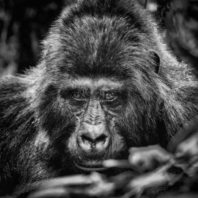 Gorilla, Foto: (c) Nicola Lederer