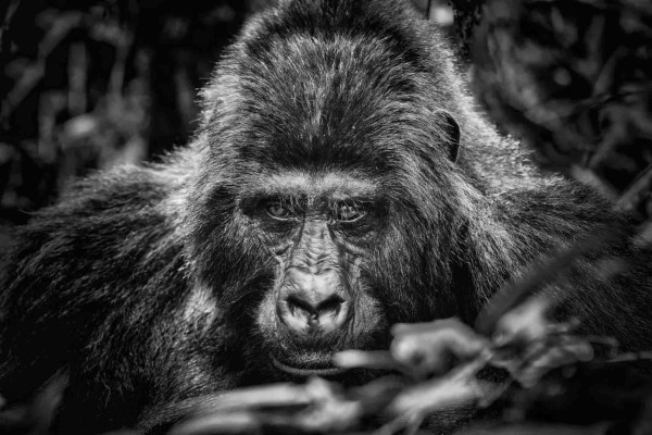 Gorilla, Foto: (c) Nicola Lederer