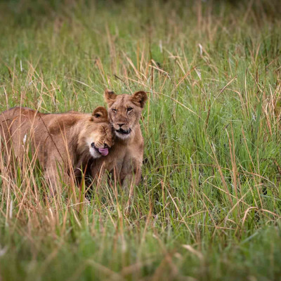 Löwen, Foto: (c) Nicola Lederer