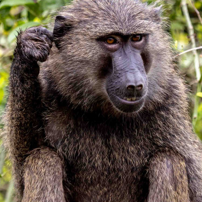 Pavian, Foto: (c) Nicola Lederer