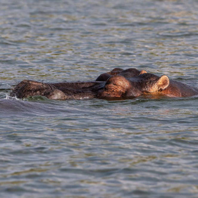 Hippo/Flusspferd, Foto: (c) Nicola Lederer