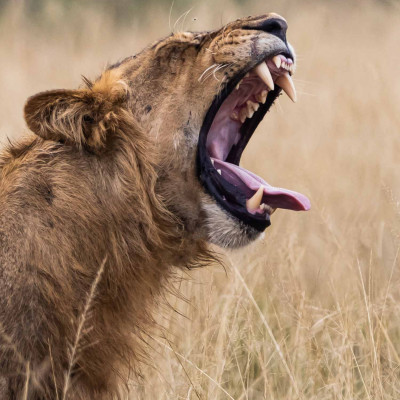 Löwe, Foto: (c) Nicola Lederer