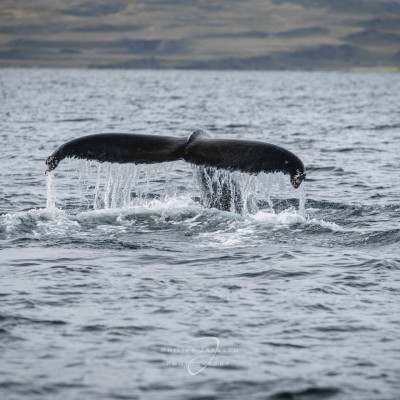 Island Westfjorde (21 von 23)