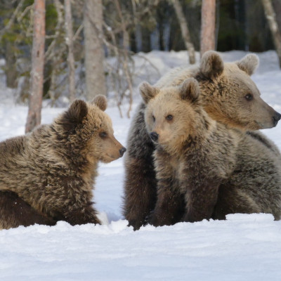 Fotoreise Finnland - Bären im Schnee