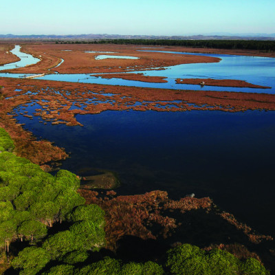 Aerial photo of the Salicornia marshes in Divjaka ©️Ardian Koci