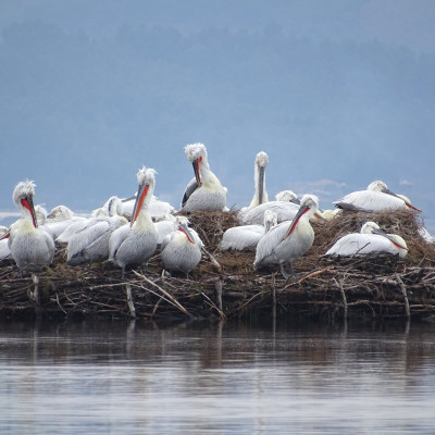 Dalmatian pelicans breedig in Divjaka-Karavasta ©️Taulant Bino
