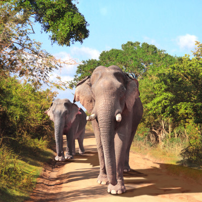 Two elephants on Yala National Park, Sri Lanka