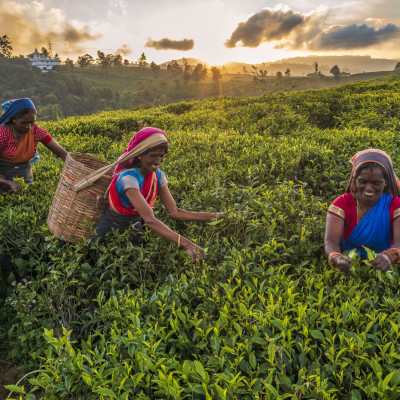 Tamil women plucking tea leaves on plantation, Ceylon