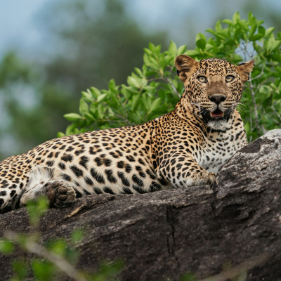 Leopard cub relaxing on a rock