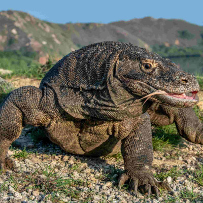 Komodo dragon with the forked tongue sniff air. Close up portrait. Scientific name:  Varanus komodoensis. Wild nature. Natural habitat.  Rinca  Island. Indonesia