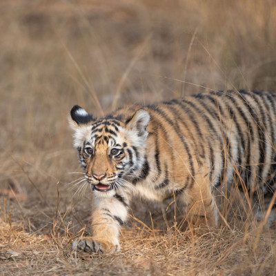 Brenner_Indien_2019-01017