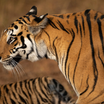 Brenner_Indien_2019-01029