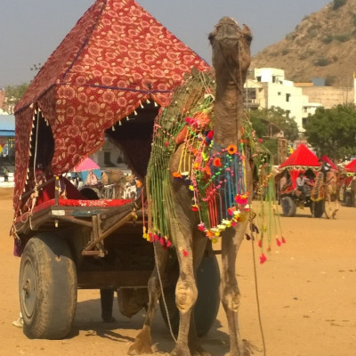 Camel At Nagaur