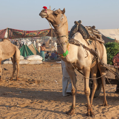 brenner_indien_2012_01359