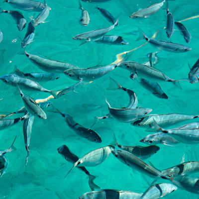 13_©FRANZGERDL-Kroatien-Segeln_0776