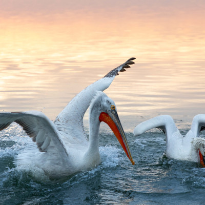 Krauskopfpelikan (Pelecanus crispus), Foto: (c) Verena Streicher