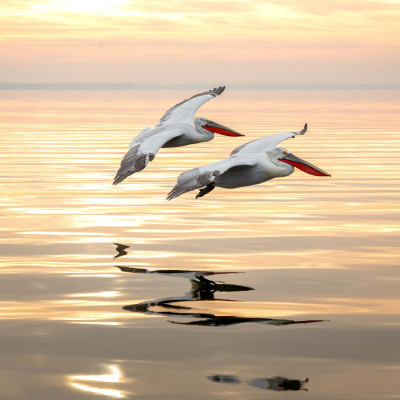 Krauskopfpelikan (Pelecanus crispus), Foto: (c) Verena Streicher