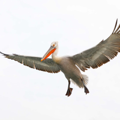 Krauskopfpelikan (Pelecanus crispus), Foto: (c) Verena Streicher