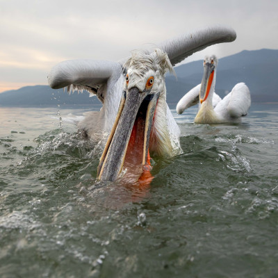 Krauskopfpelikan (Pelecanus crispus), Foto: (c) Verena Streicher