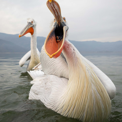 Krauskopfpelikan (Pelecanus crispus), Foto: (c) Verena Streicher