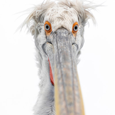 Krauskopfpelikan (Pelecanus crispus), Foto: (c) Verena Streicher