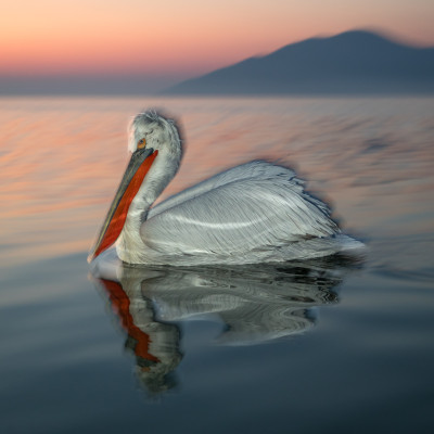 Krauskopfpelikan (Pelecanus crispus), Foto: (c) Verena Streicher