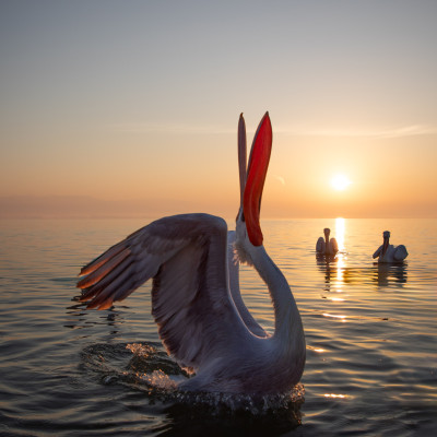 Krauskopfpelikan (Pelecanus crispus), Foto: (c) Verena Streicher